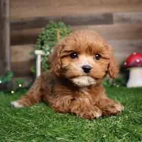 Cavapoo