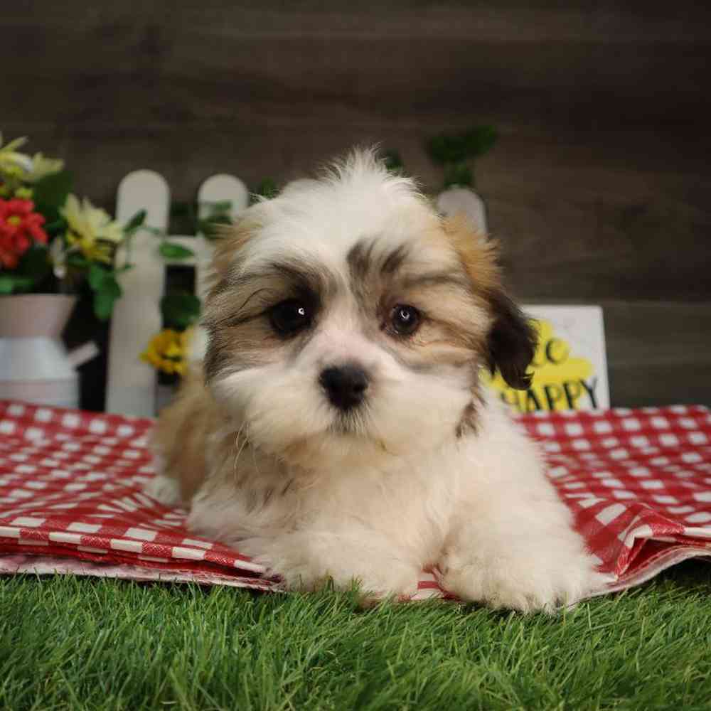 carousel pet images