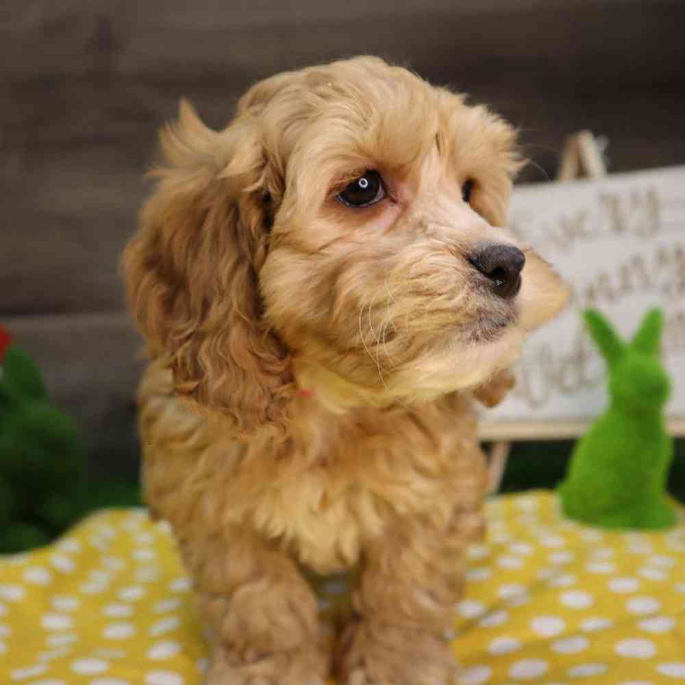 carousel pet images