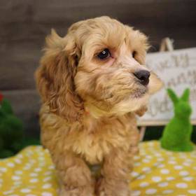 Cockapoo