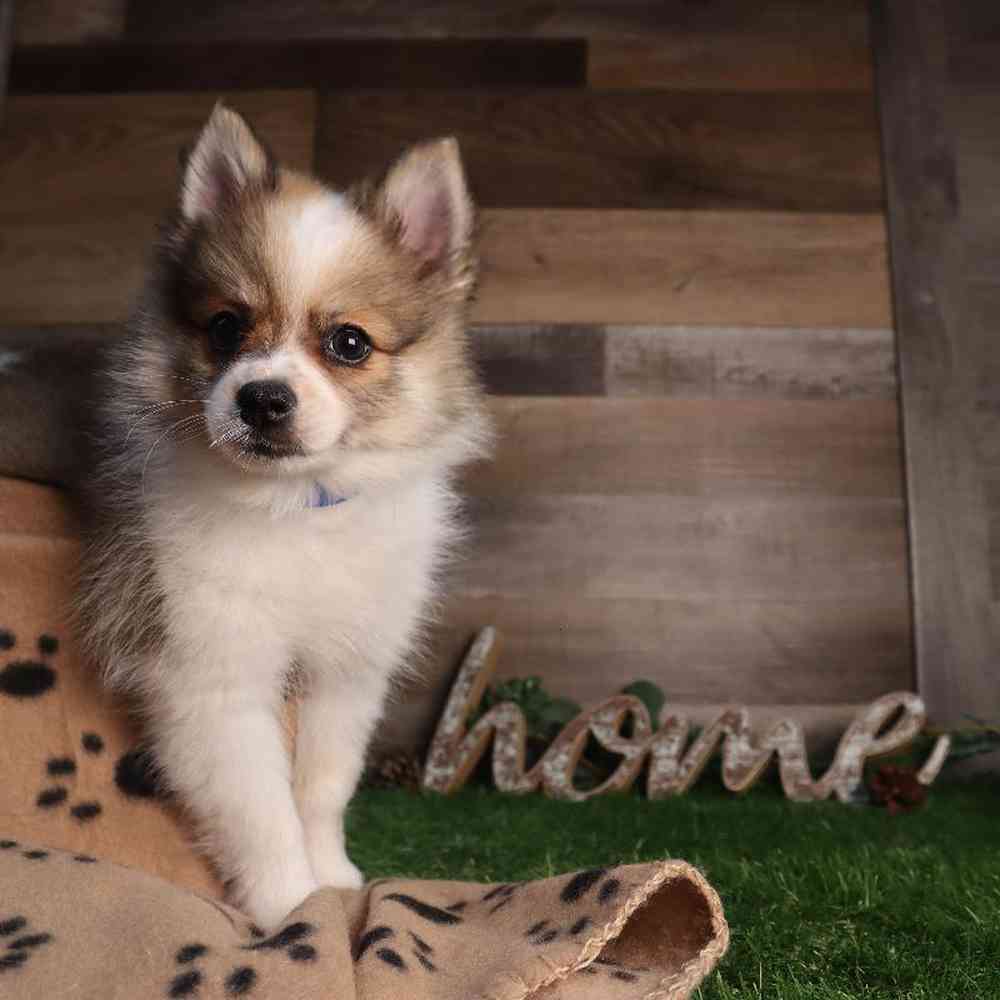 Image of a pet breed in the gallery