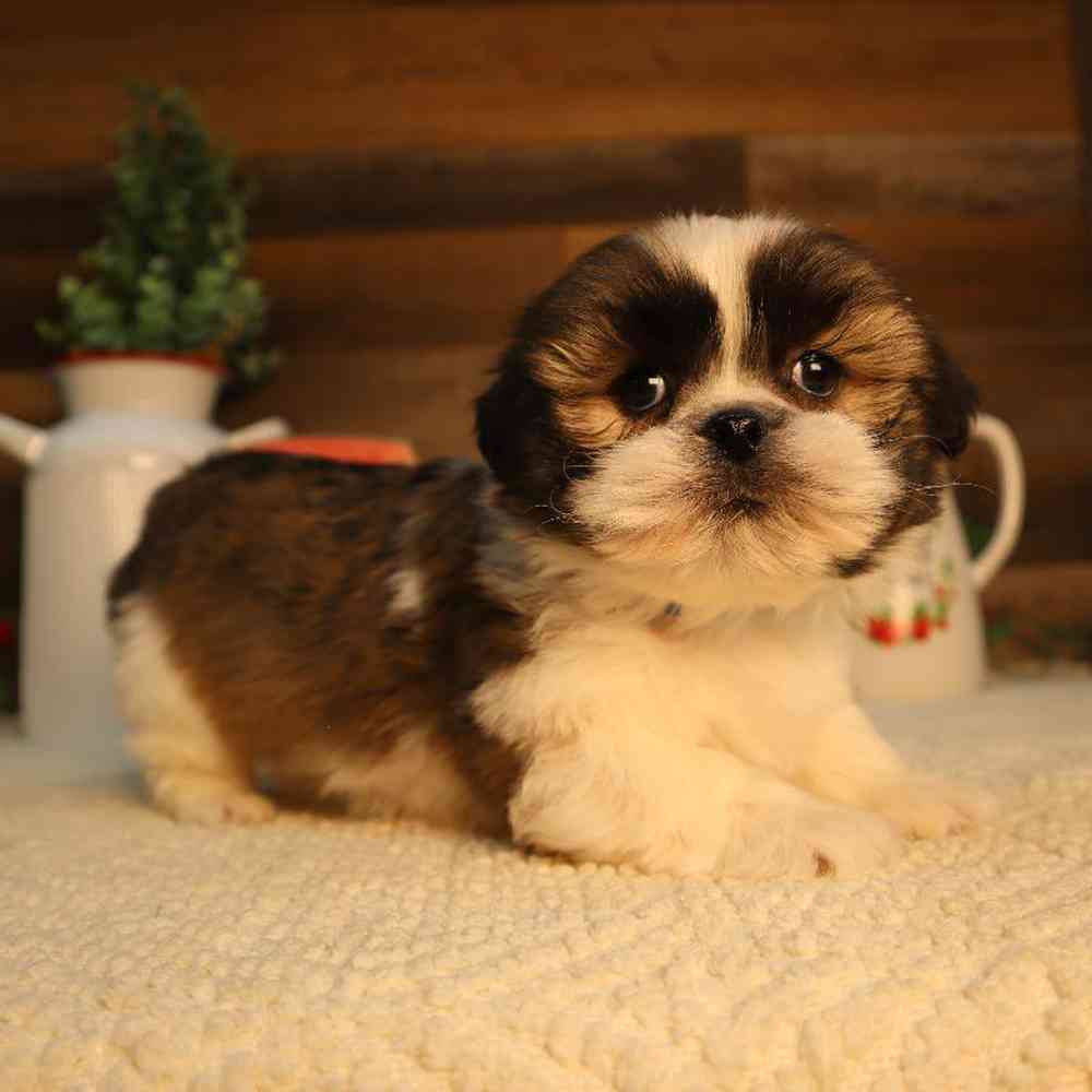 Lhasa Apso Puppy for sale - Four Paws and a Tail