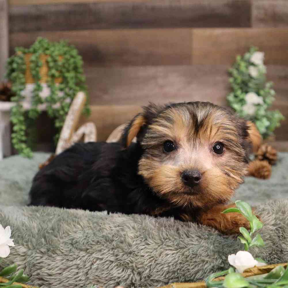 Male Yorkshire Terrier Puppy for Sale in Blaine, MN