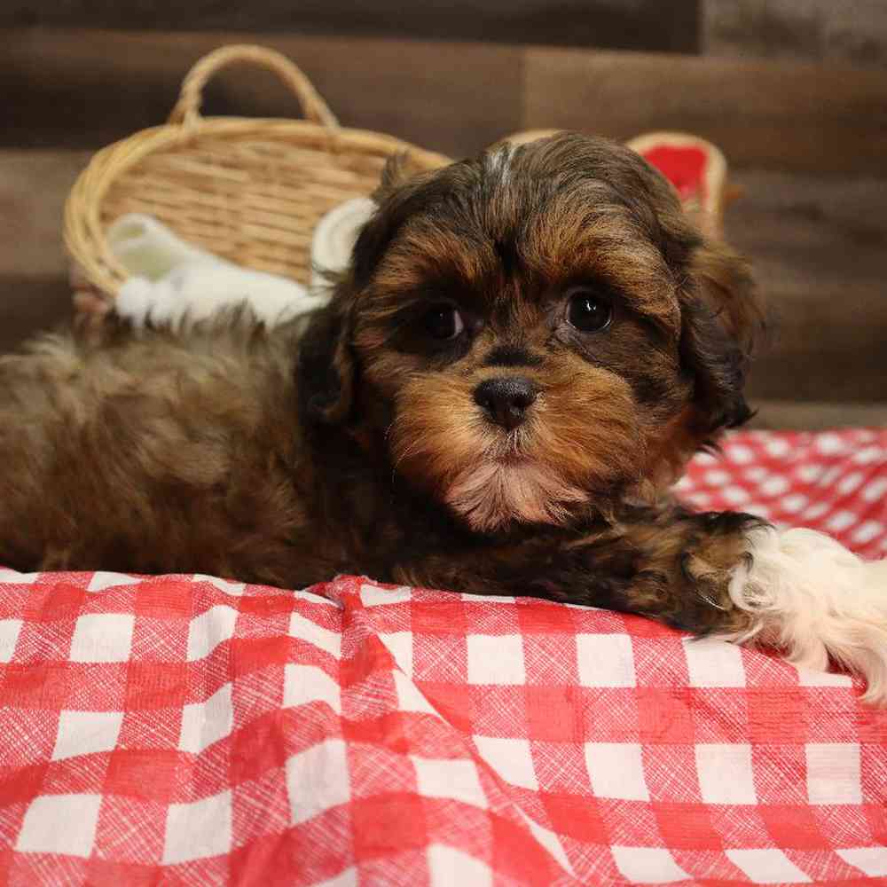 carousel pet images