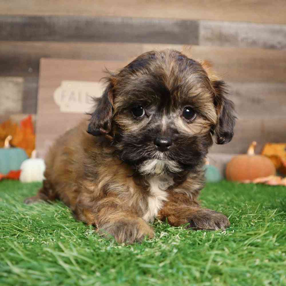 Shipoo Puppy for sale - Four Paws and a Tail