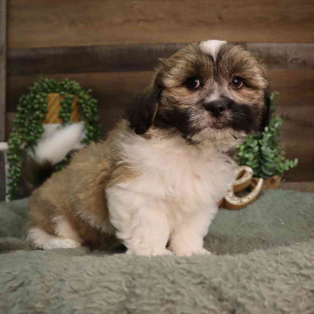 carousel pet images