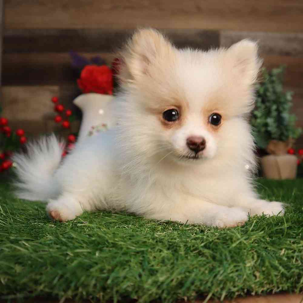 Image of a pet breed in the gallery