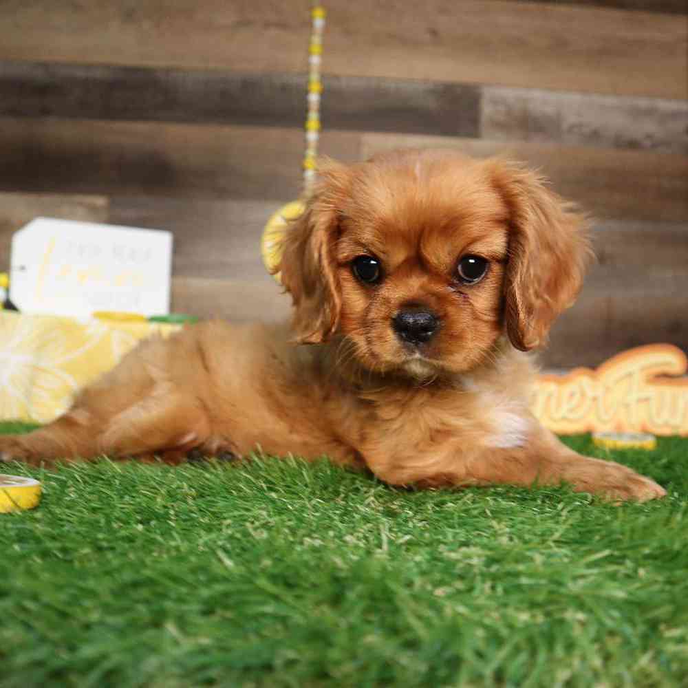 carousel pet images