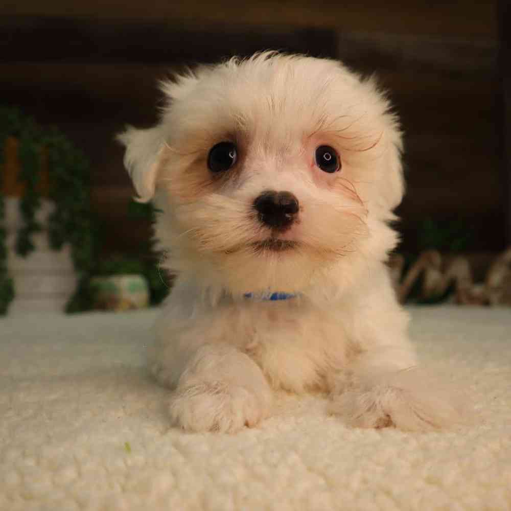 Male Maltese Puppy for Sale in Blaine, MN