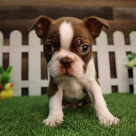 Boston Terrier
