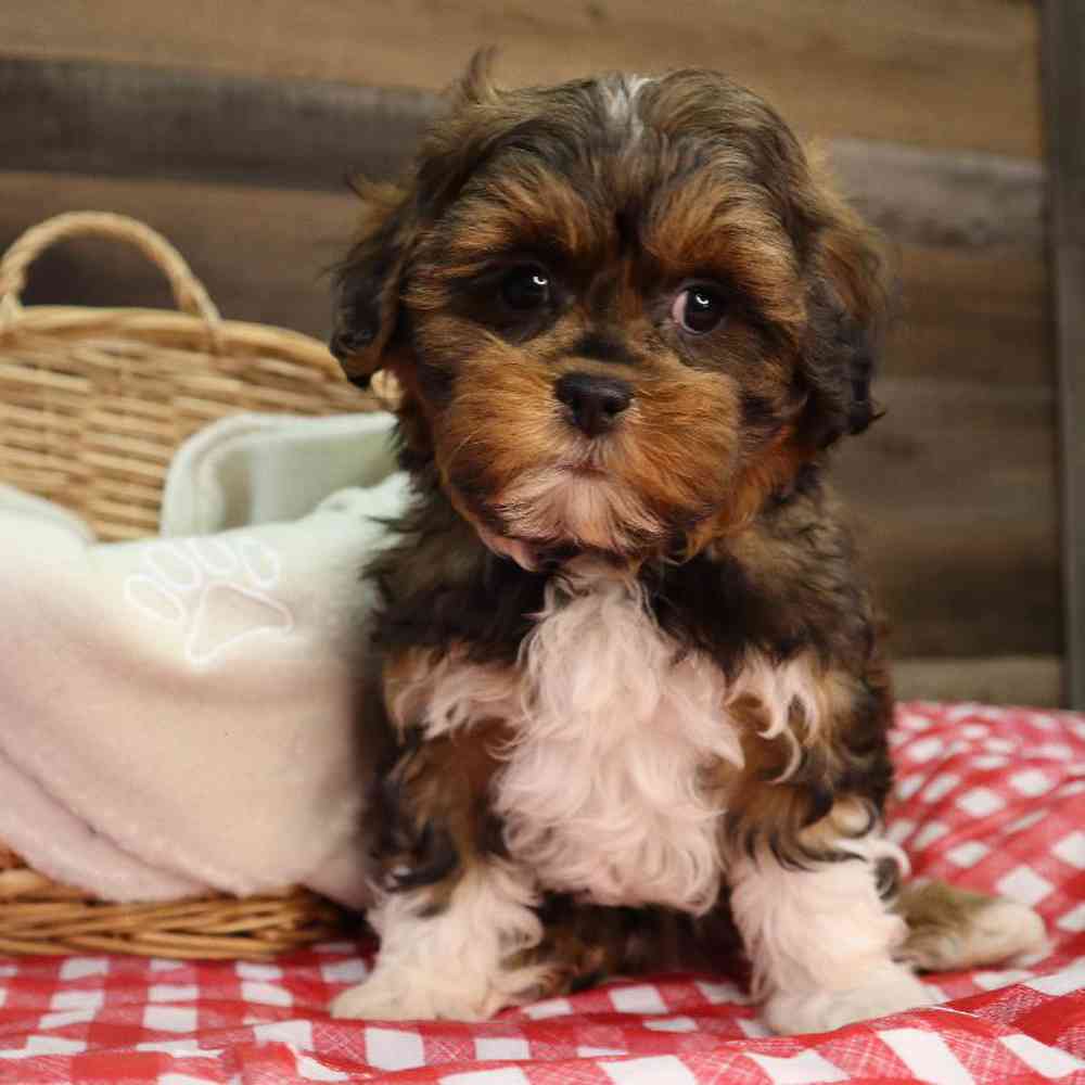 carousel pet images