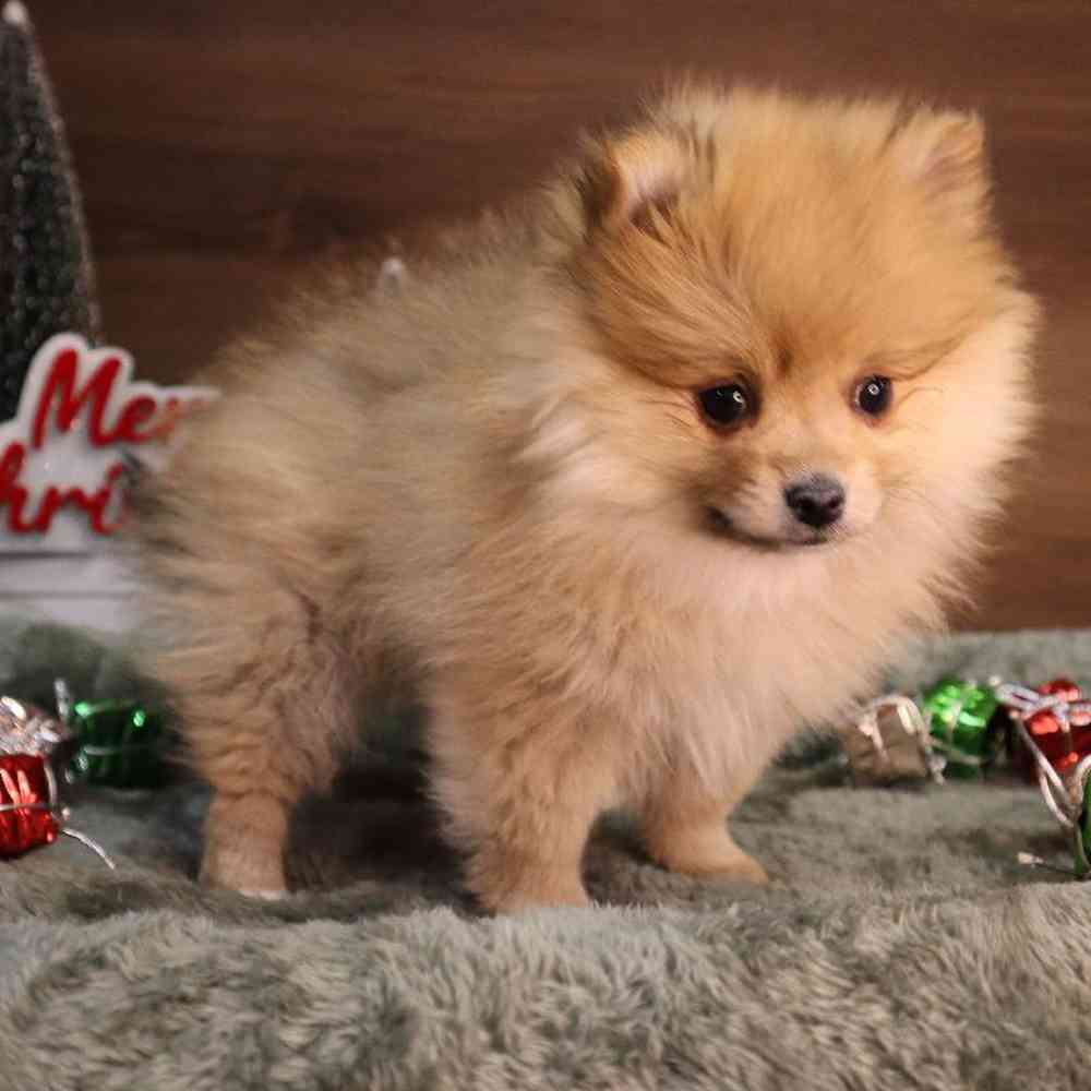 carousel pet images
