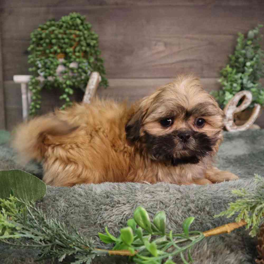 carousel pet images