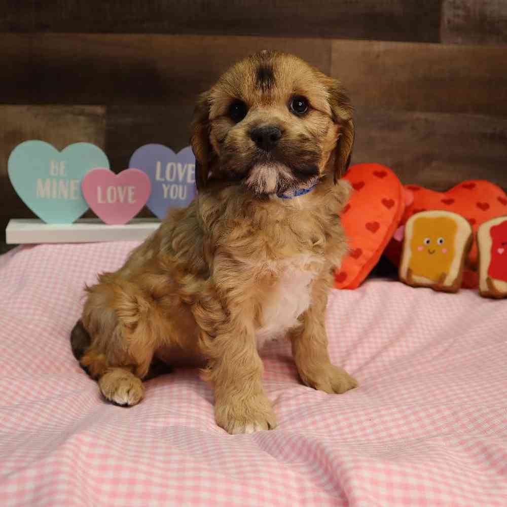 Male Cavapoo Puppy for Sale in Blaine, MN