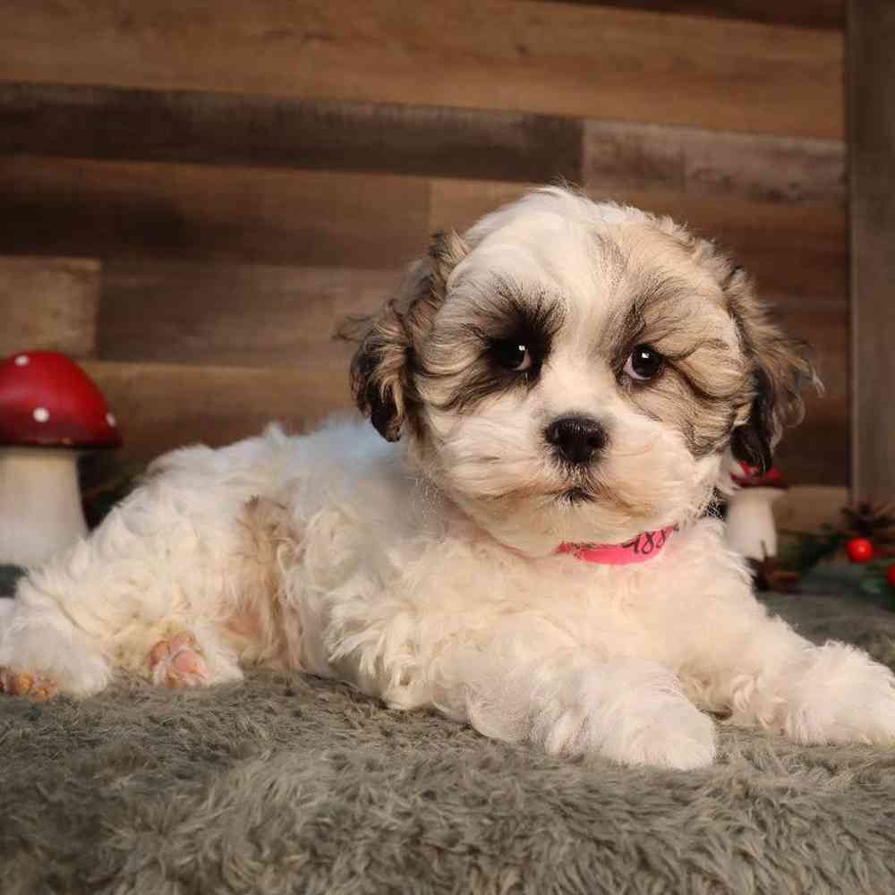Shipoo Puppy for sale - Four Paws and a Tail