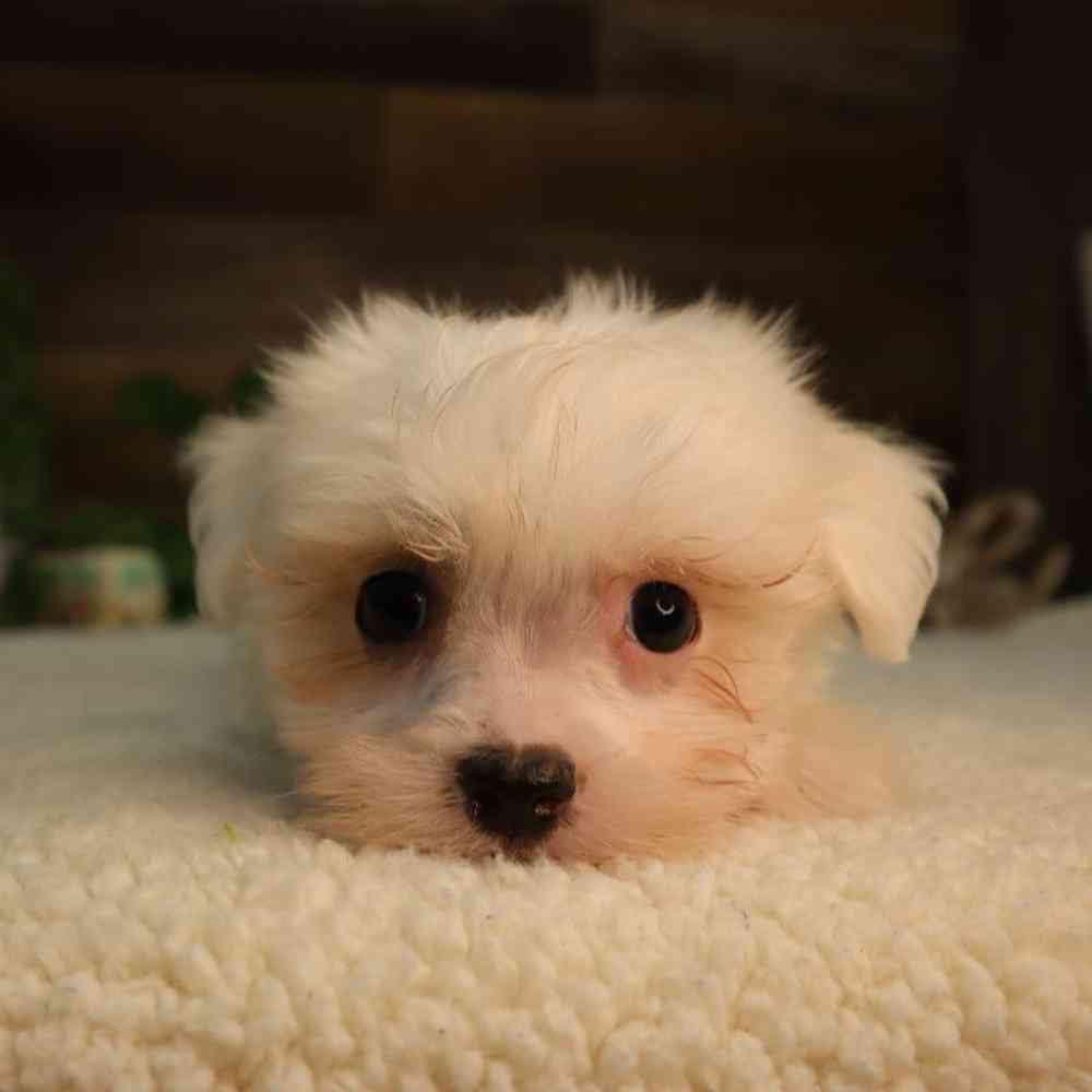 Male Maltese Puppy for Sale in Blaine, MN