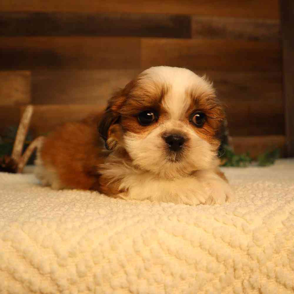 carousel pet images