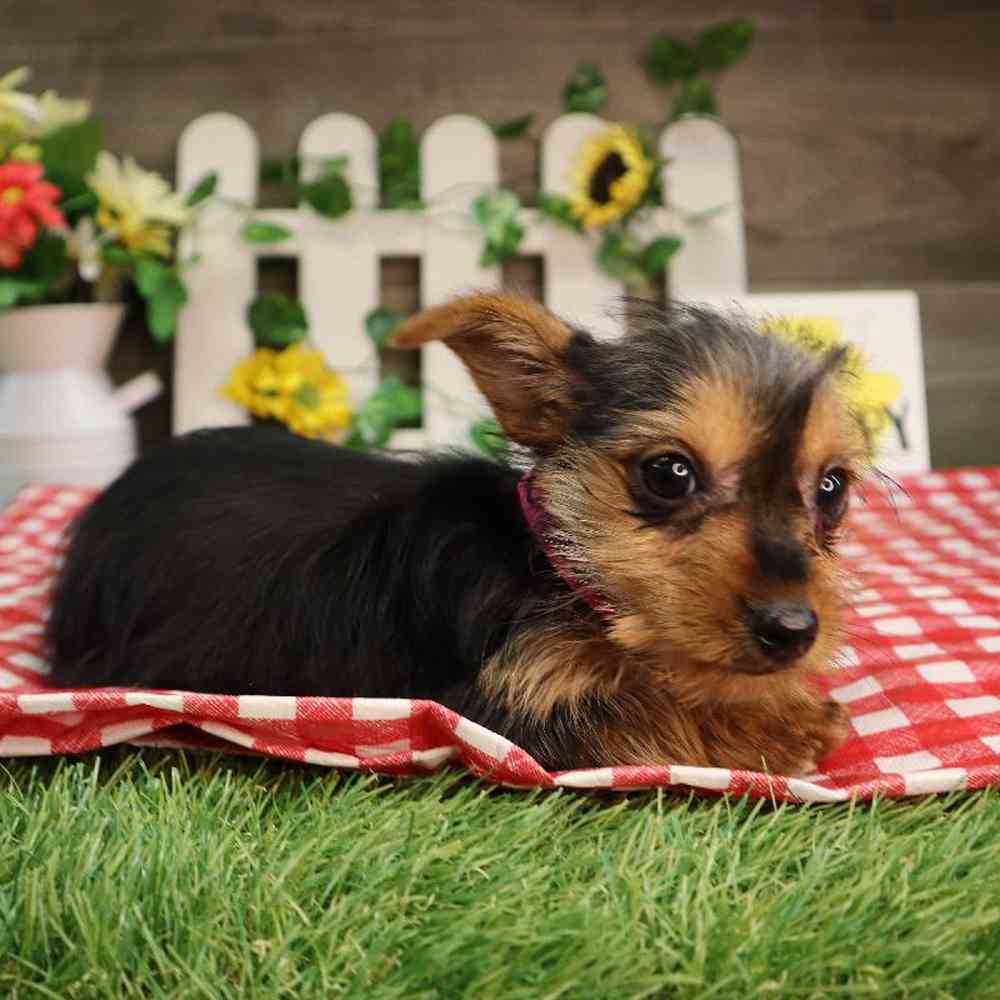 carousel pet images