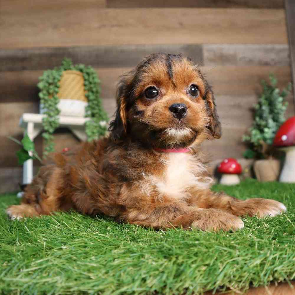 carousel pet images