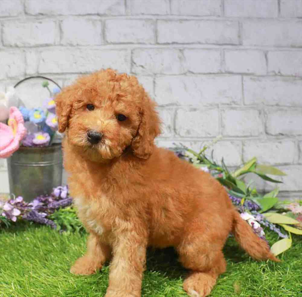 carousel pet images