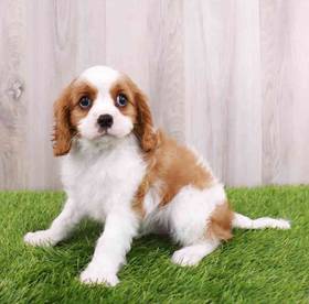 Cavalier King Charles Spaniel