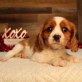 Cavalier King Charles Spaniel