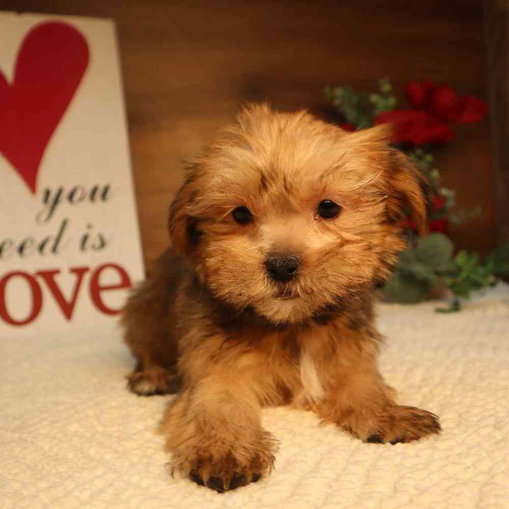 Male Shorkie Puppy for Sale in Blaine, MN