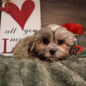 Teddy Bear