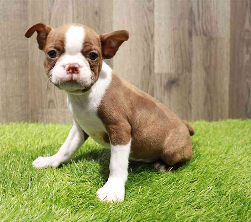 carousel pet images