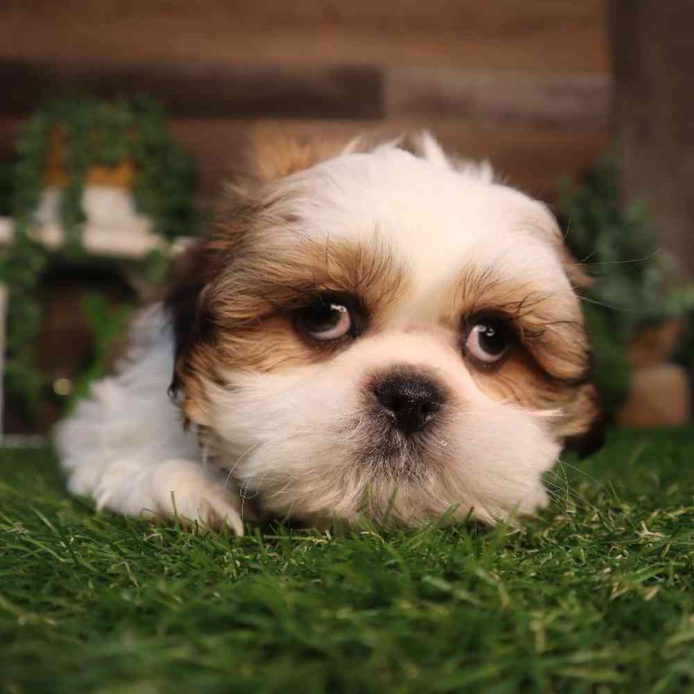 carousel pet images