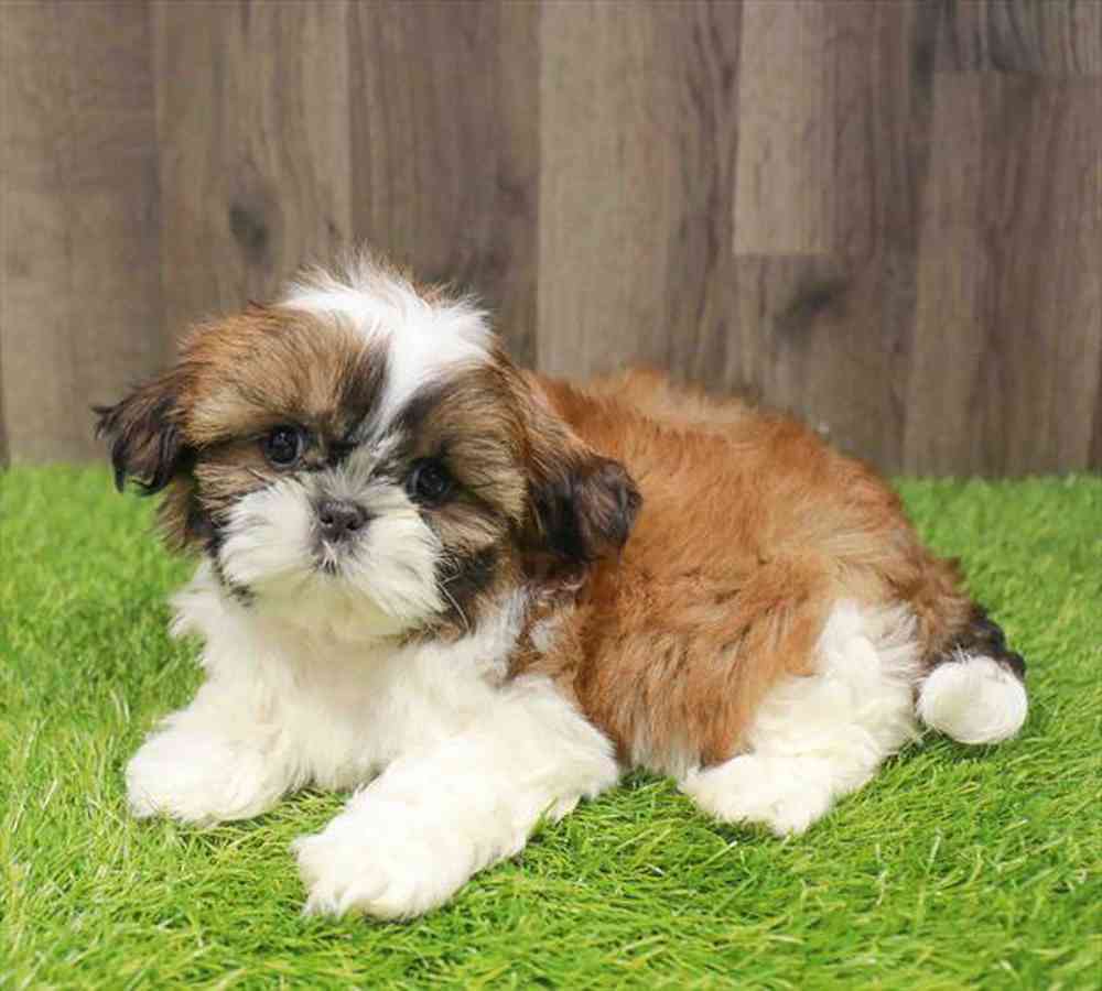 carousel pet images