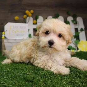 Maltipoo