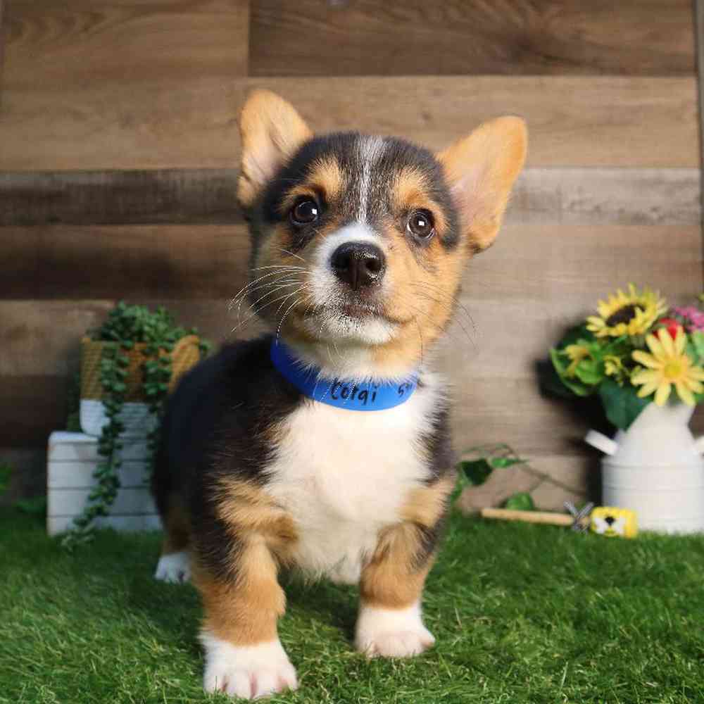 carousel pet images