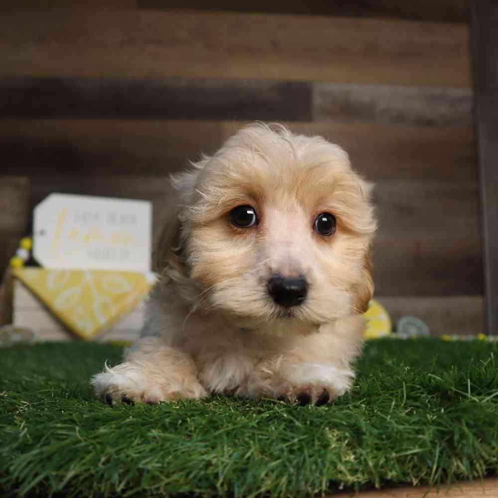 Male Maltipoo Puppy for Sale in Blaine, MN
