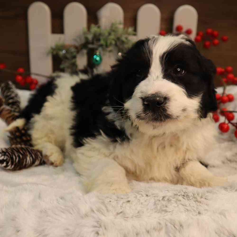 Male Mini BerneDoodle Puppy for Sale in Blaine, MN