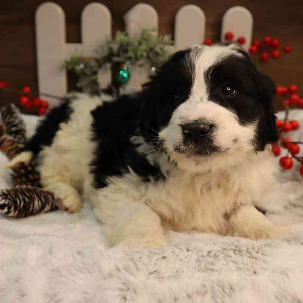 carousel pet images
