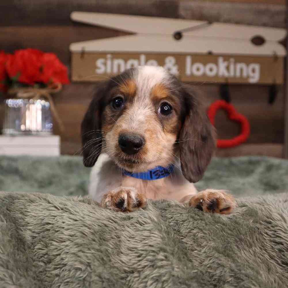 carousel pet images