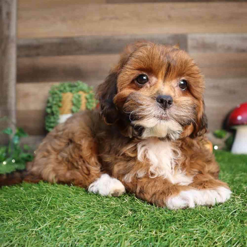 carousel pet images