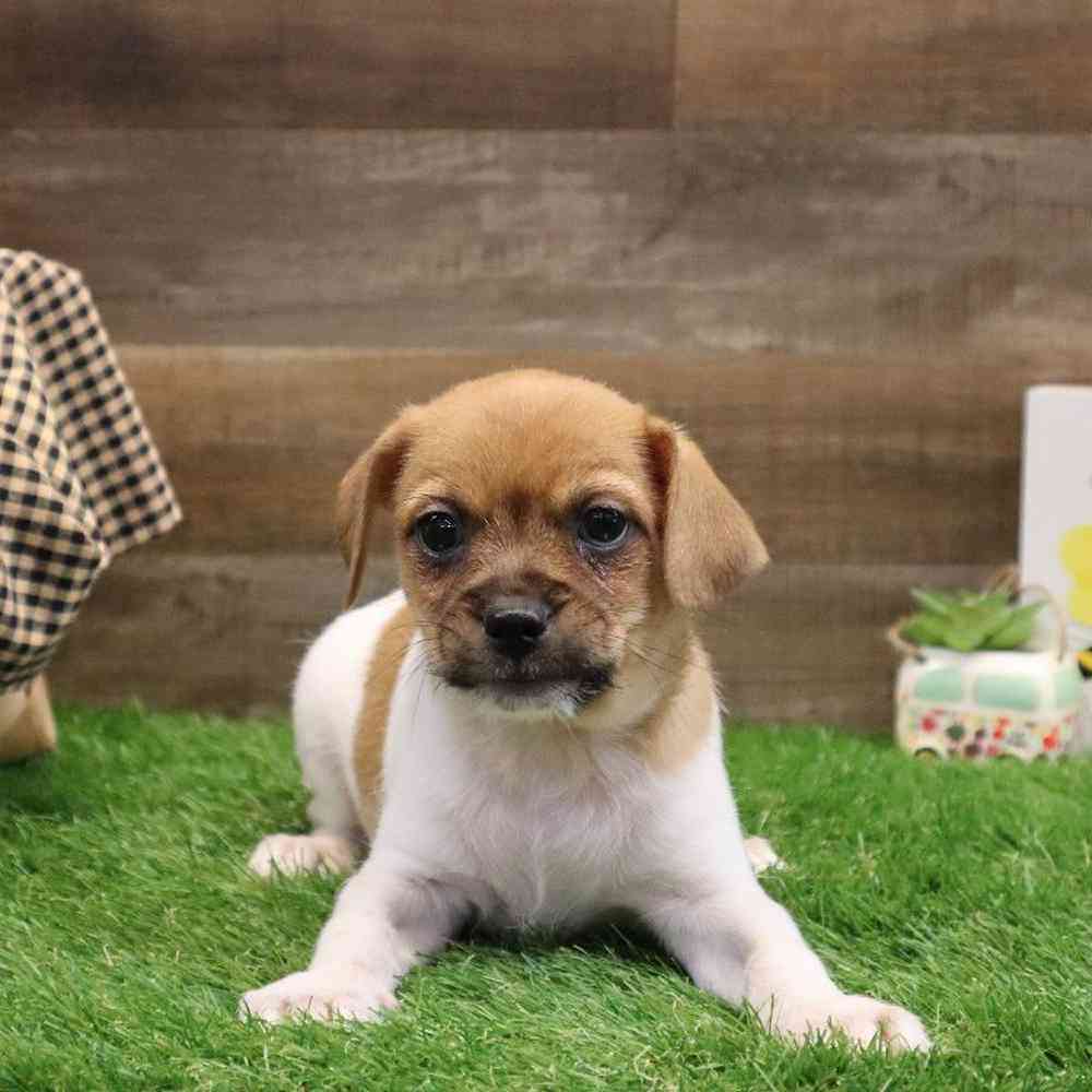 Male Ratshi Terrier Puppy for sale