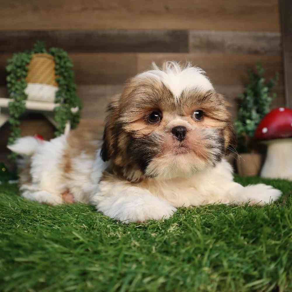 Female Shih Tzu Puppy for Sale in Blaine, MN