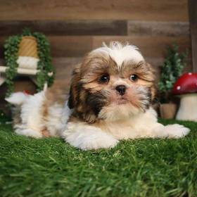 Shih Tzu
