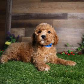 Cavapoo