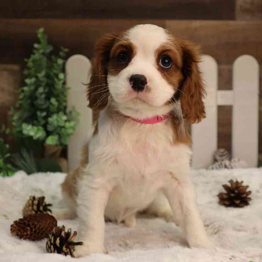 Cavalier King Charles Spaniel à vendre en ville de Tallinn (Estonie) ➤ Prix - 18