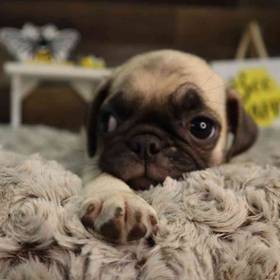 Pug
