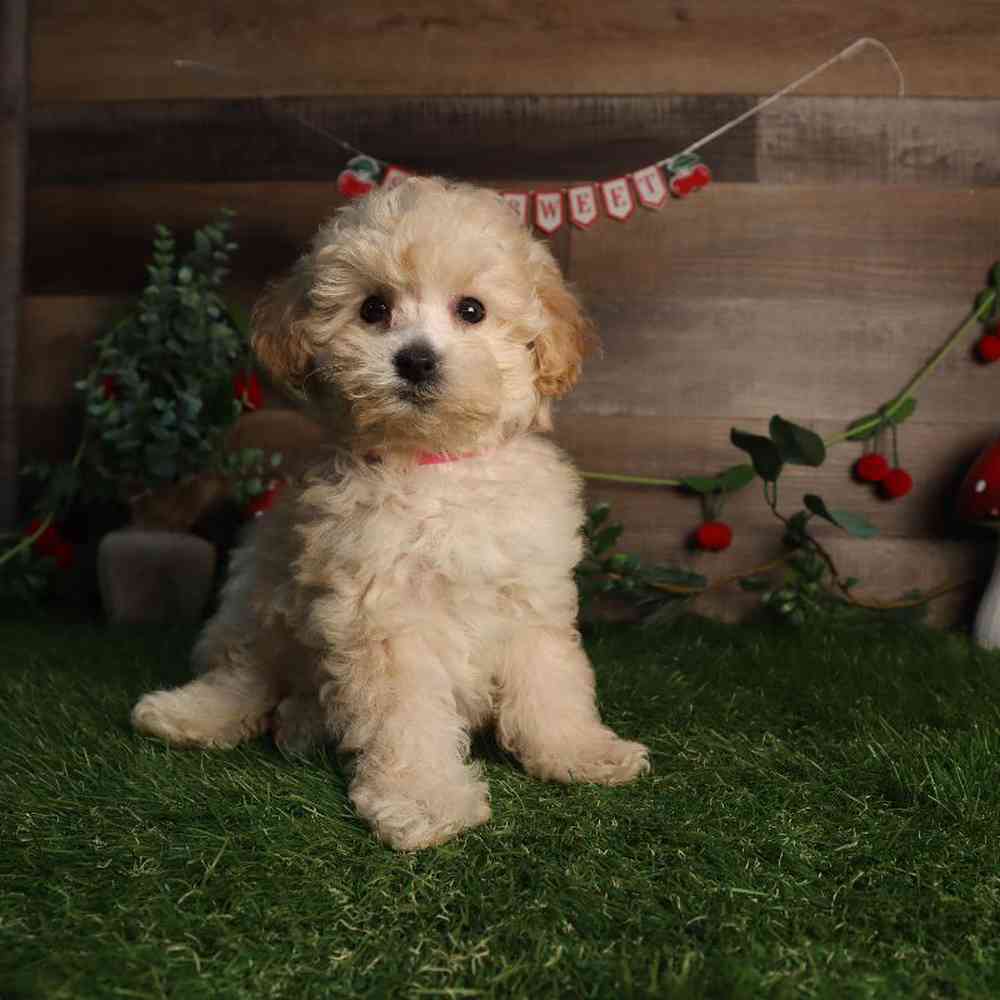 Female Mini Poodle Puppy for Sale in Blaine, MN