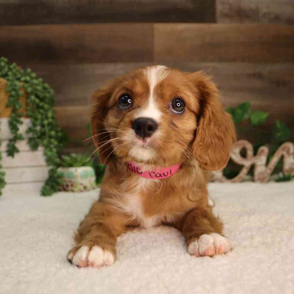 Female Cavalier King Charles Spaniel Puppy for Sale in Blaine, MN