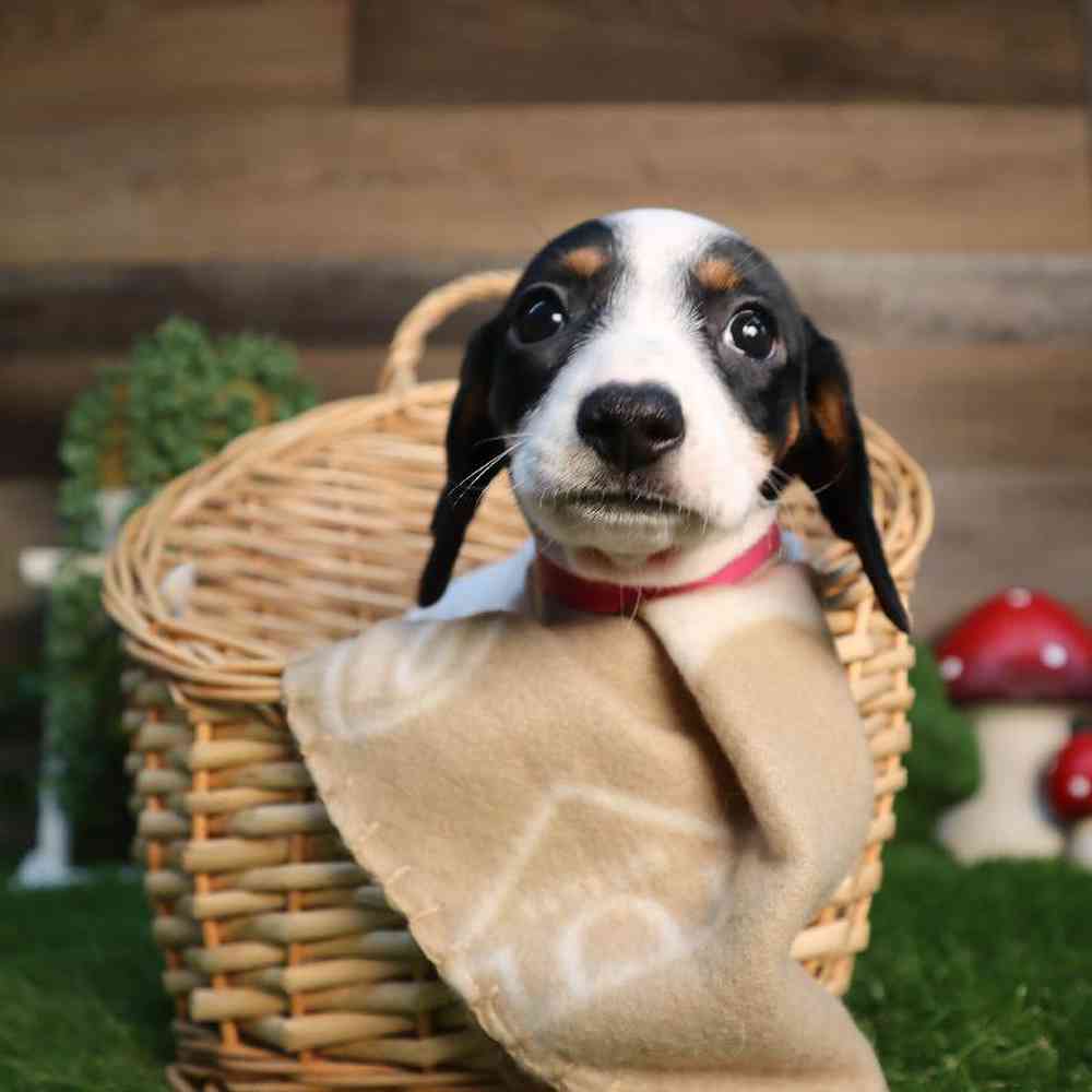 carousel pet images