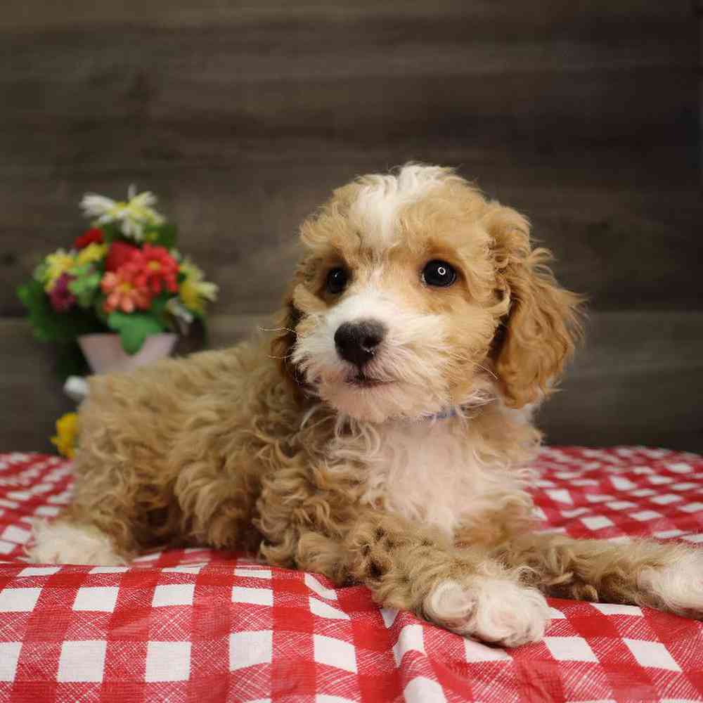 Male Poodle Puppy for Sale in Blaine, MN