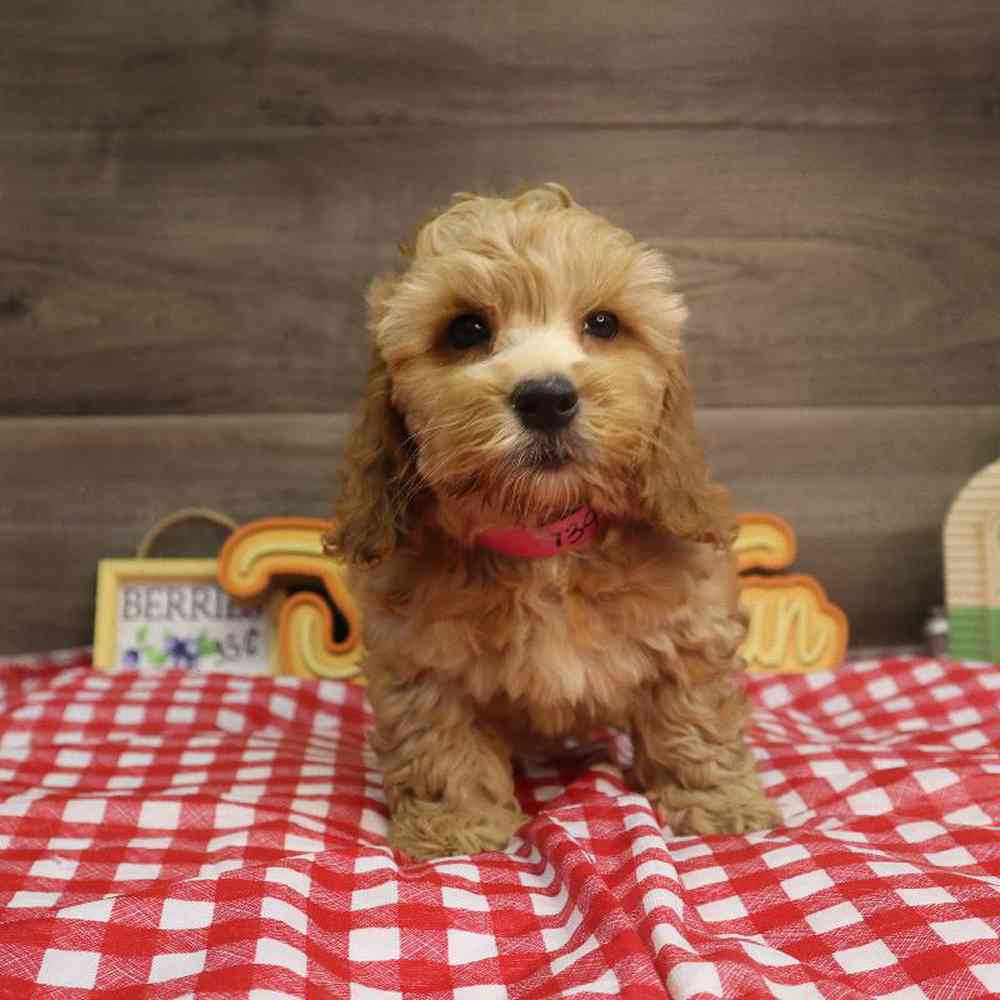 carousel pet images
