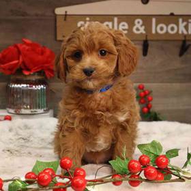 Cavapoo
